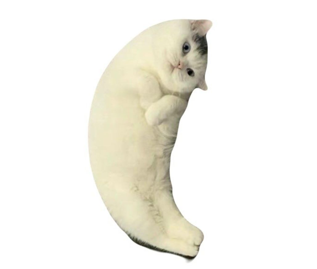 meme-cat-clean.jpeg